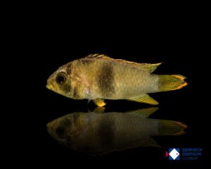 Apistogramma nijsseni