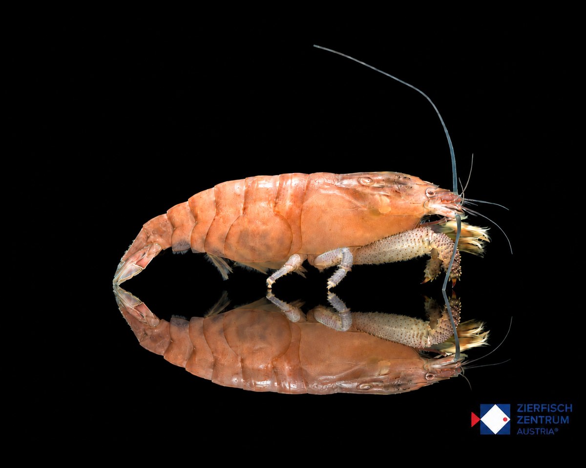 Atya gabonensis