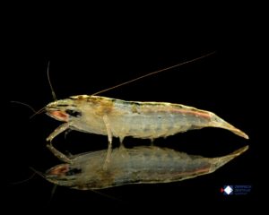 Atyopsis moluccensis