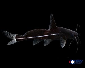 Bagrichthys macracanthus