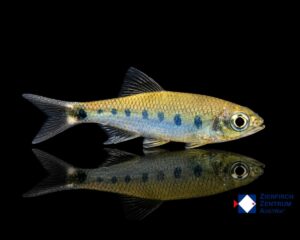Opsarius bakeri