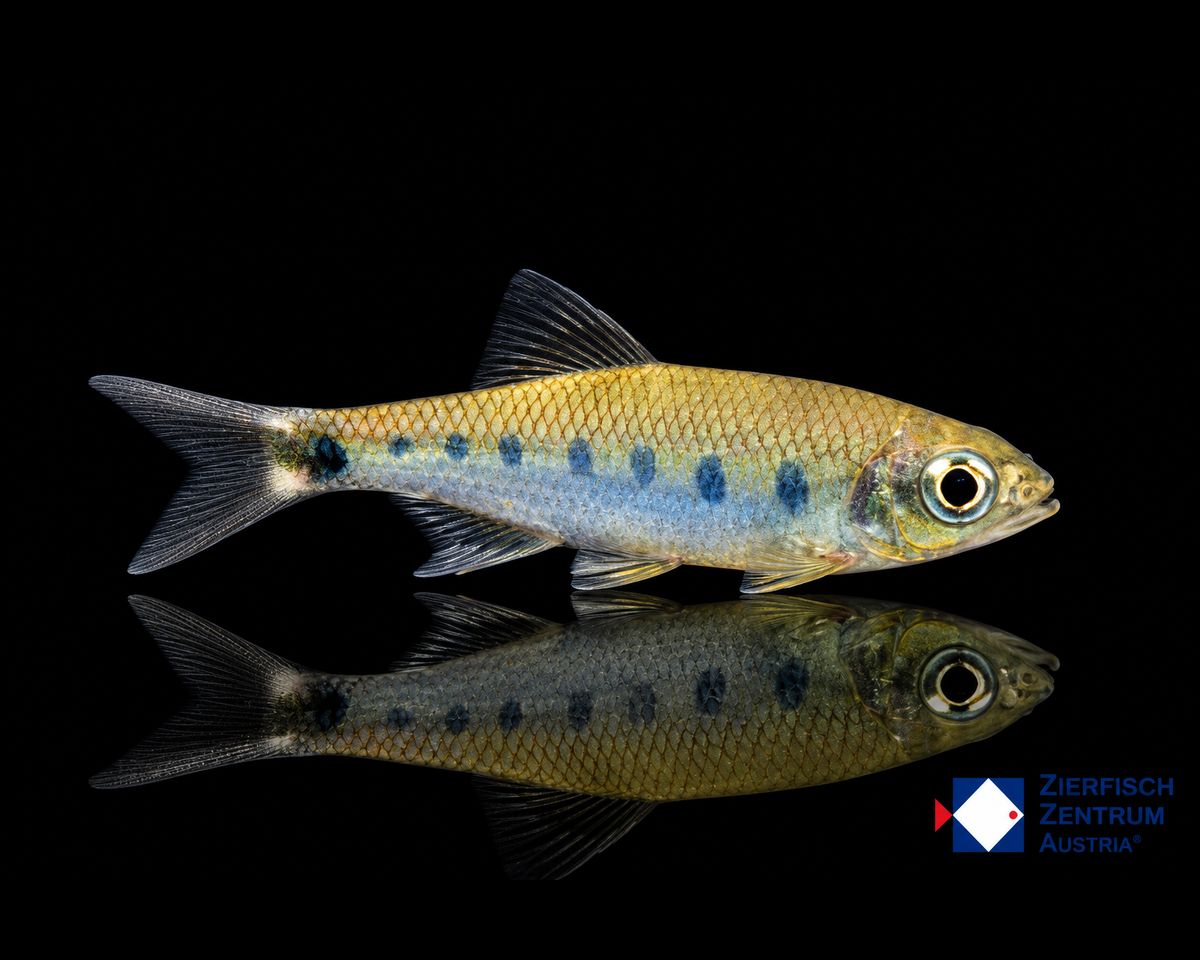 Opsarius bakeri