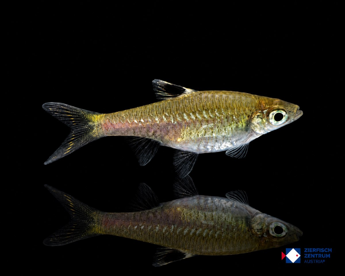 Brevibora dorsiocellata