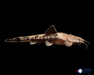 Bunocephalus coracoideus