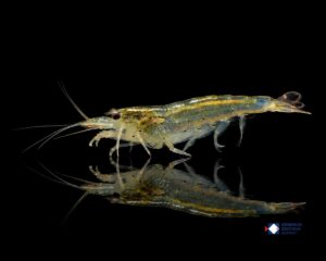 Caridina japonica XL-XXL