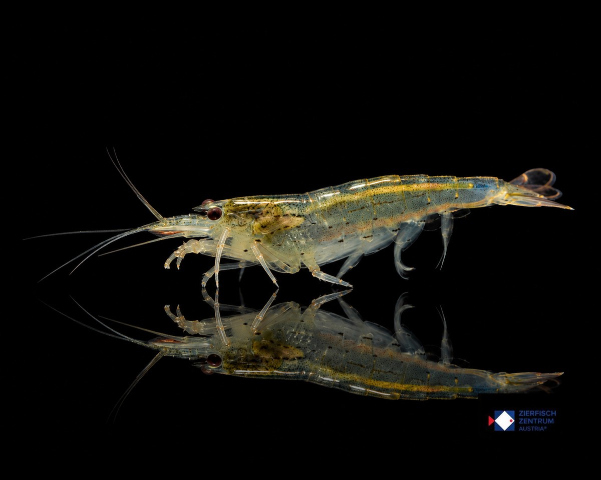 Caridina japonica M