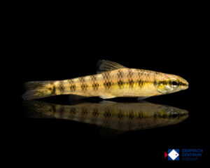 Characidium sp. Rio Itaya
