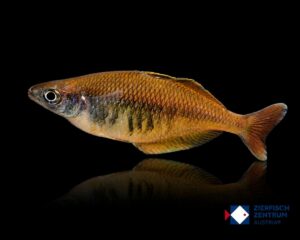 Chilatherina cf. sentaniensis
