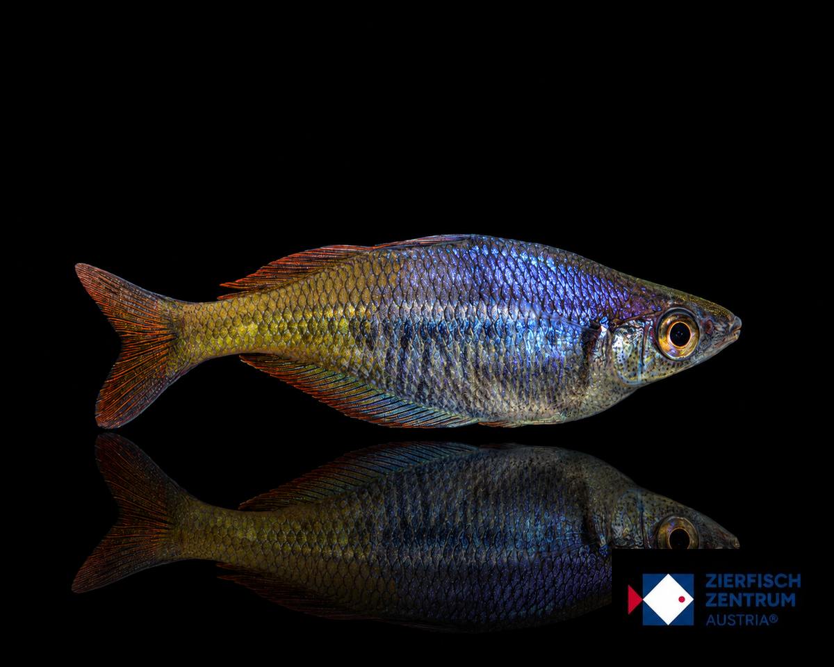 Chilatherina sp. Taritatu River