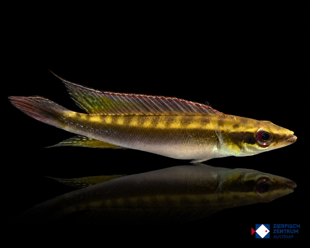 Crenicichla cf. regani Orinoko