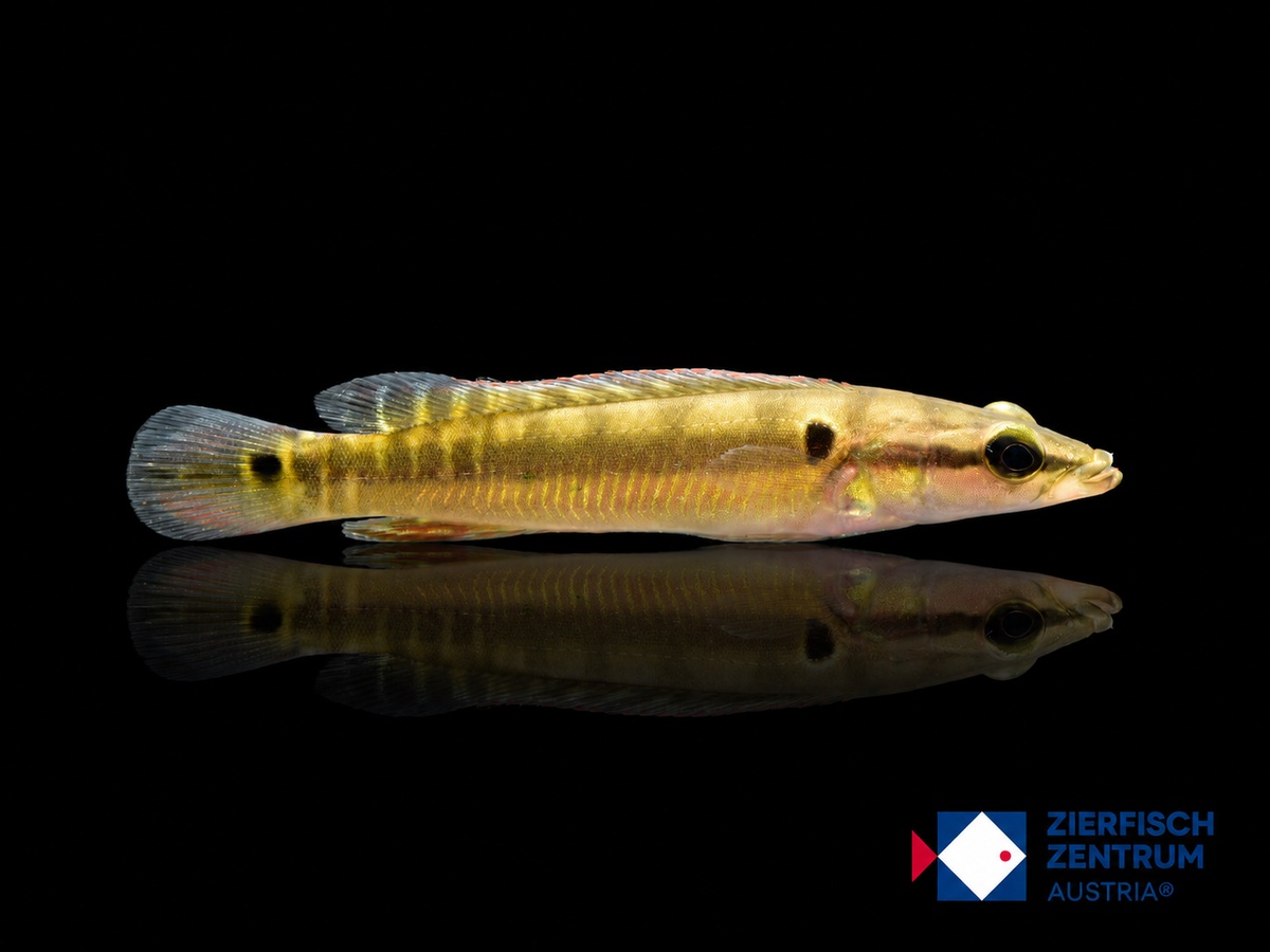 Crenicichla zebrina