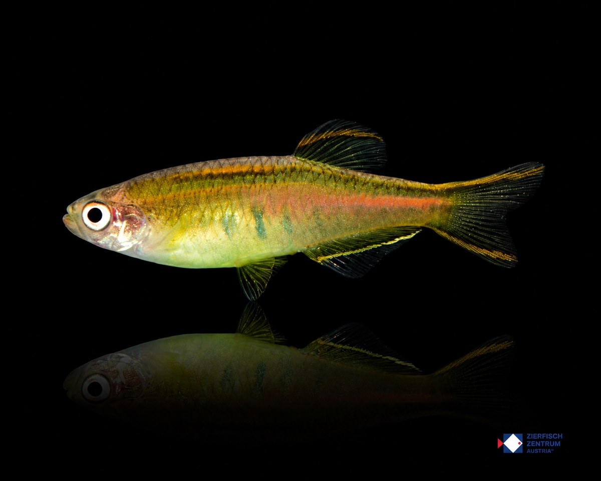 Danio choprae