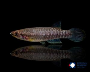 Epiplatys fasciolatus