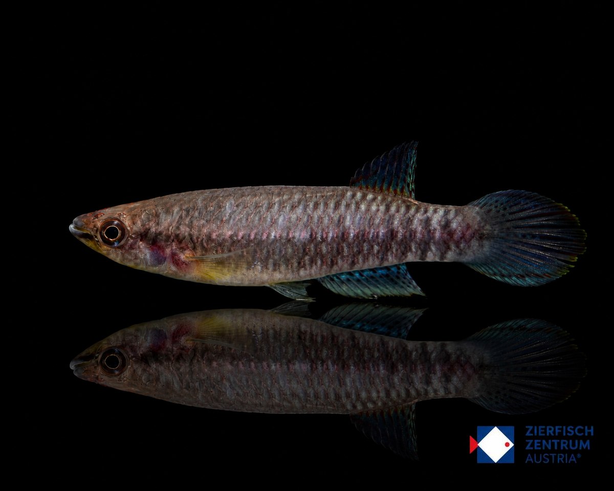 Epiplatys fasciolatus