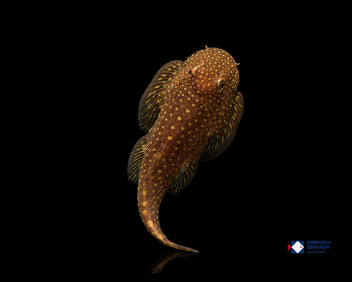 Gastromyzon punctulatus