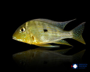 Geophagus altifrons Rio Xingu