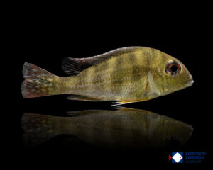 Geophagus cf. surinamensis