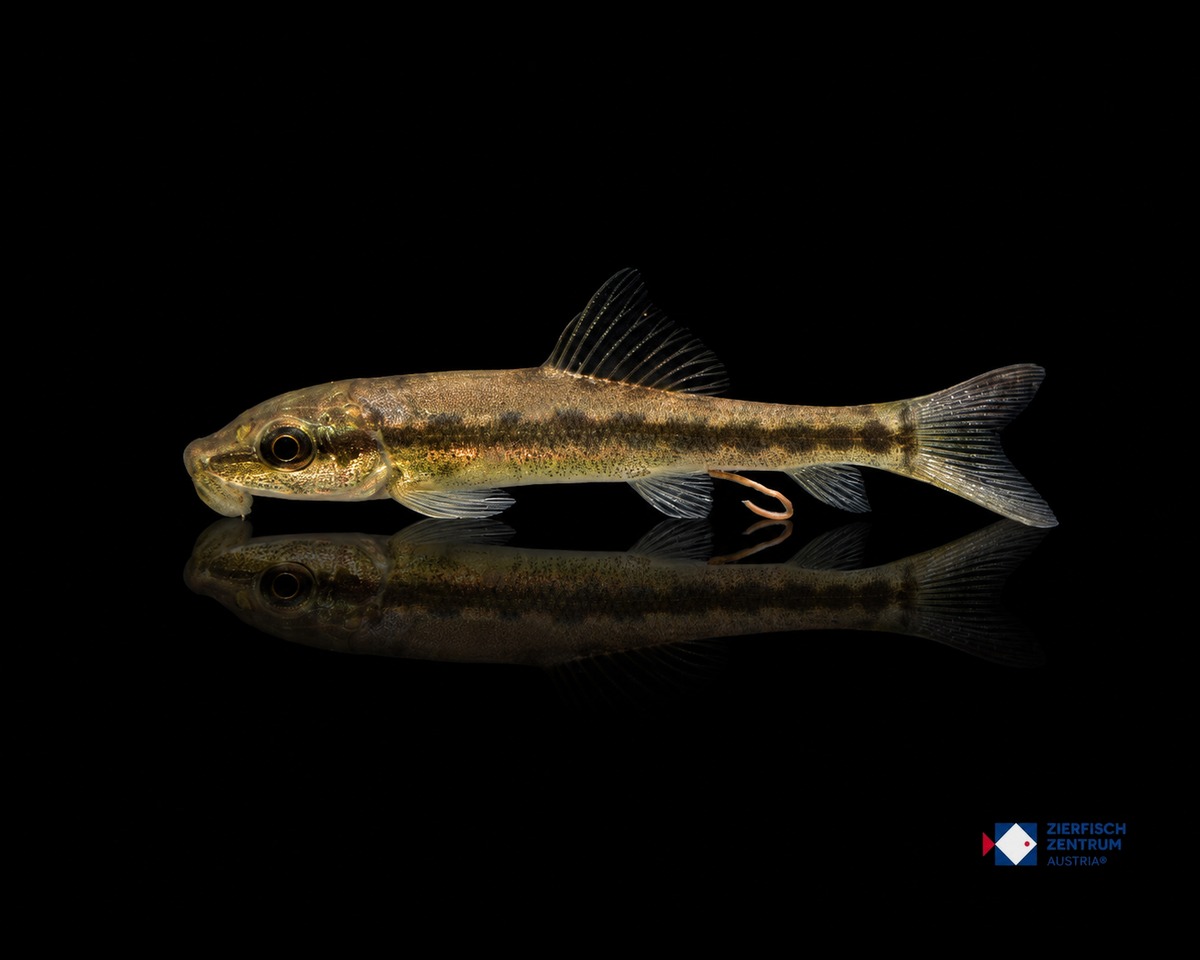Gyrinocheilus aymonieri