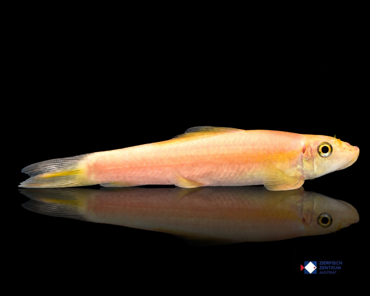 Gyrinocheilus aymoineri Gold