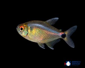 Hemigrammus ocellifer