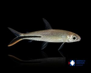 Hemiodus gracilis