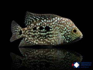 Herichthys carpintis