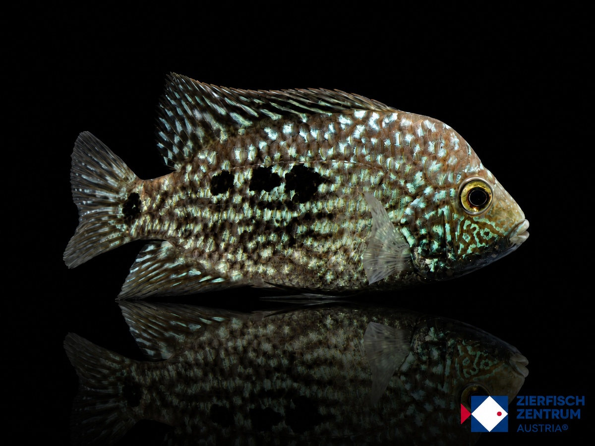 Herichthys carpintis