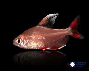 Hyphessobrycon bentosi White Fin