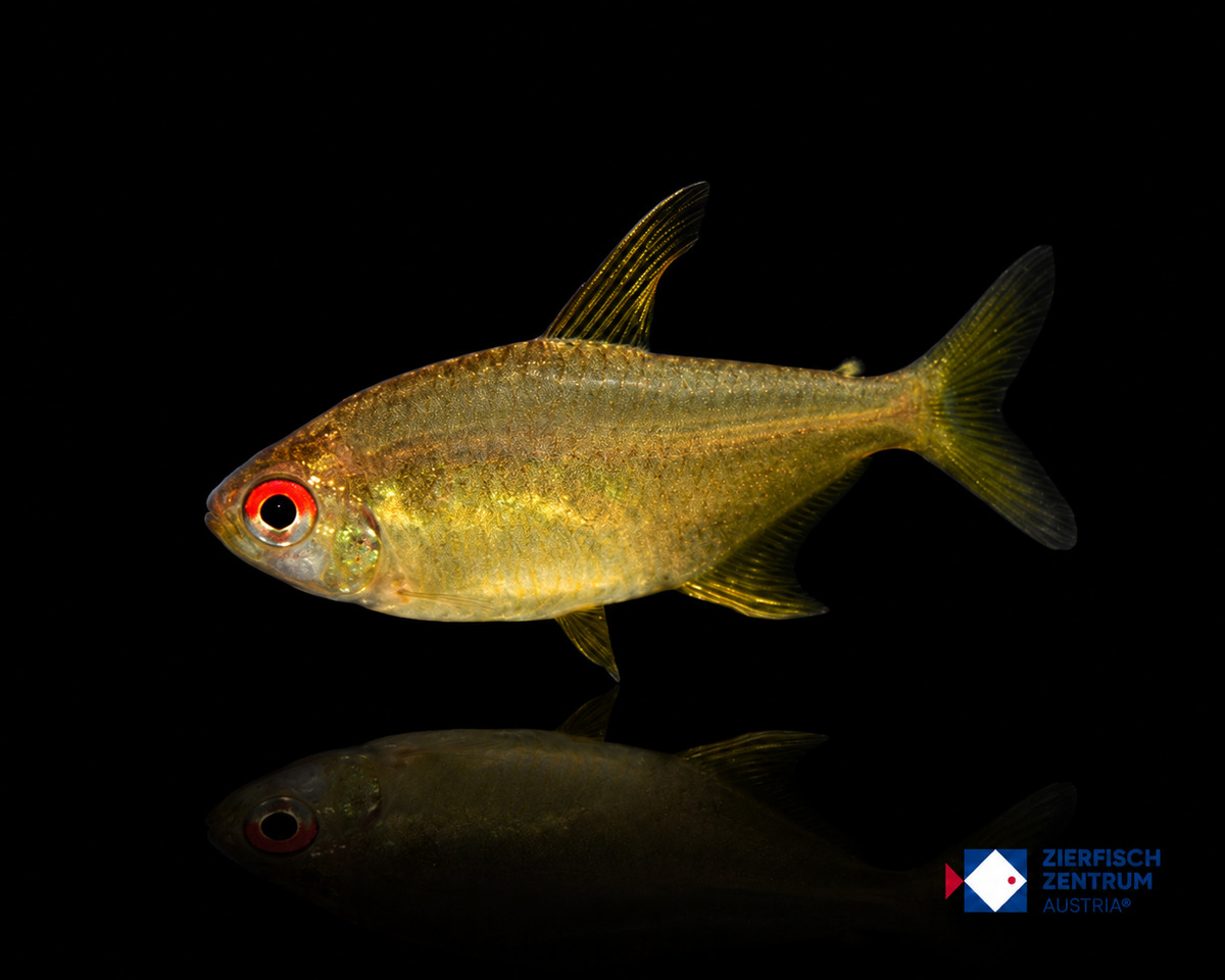 Hyphessobrycon cf. pulchripinnis Orange