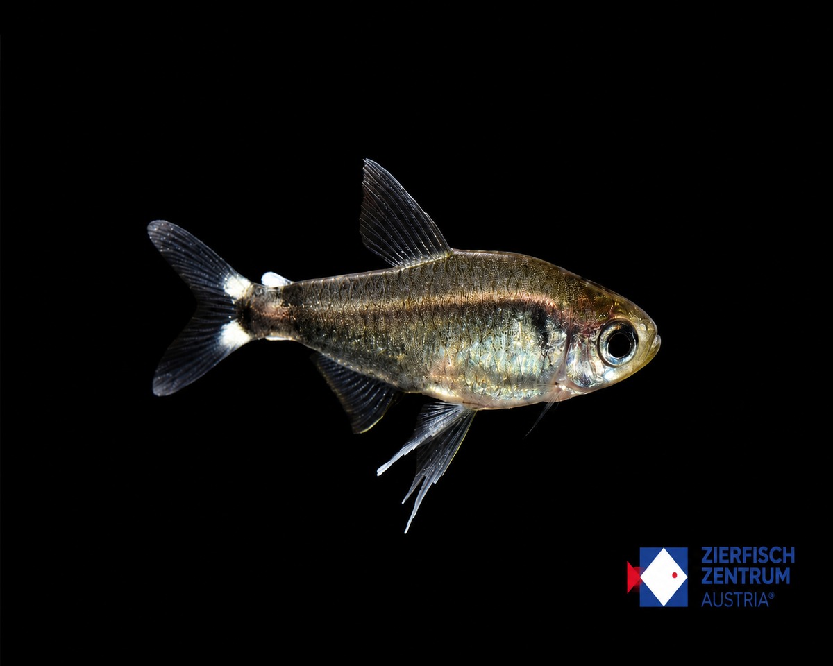 Hyphessobrycon elachys