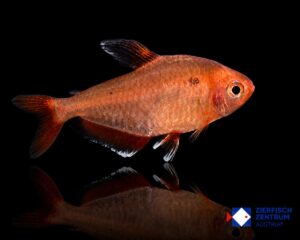 Hyphessobrycon callistrus
