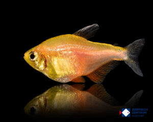 Hyphessobrycon flammeus Orange