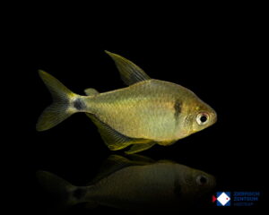 Hyphessobrycon heliacus