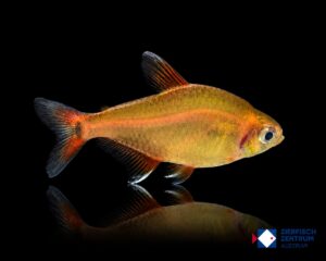 Hyphessobrycon krenakore
