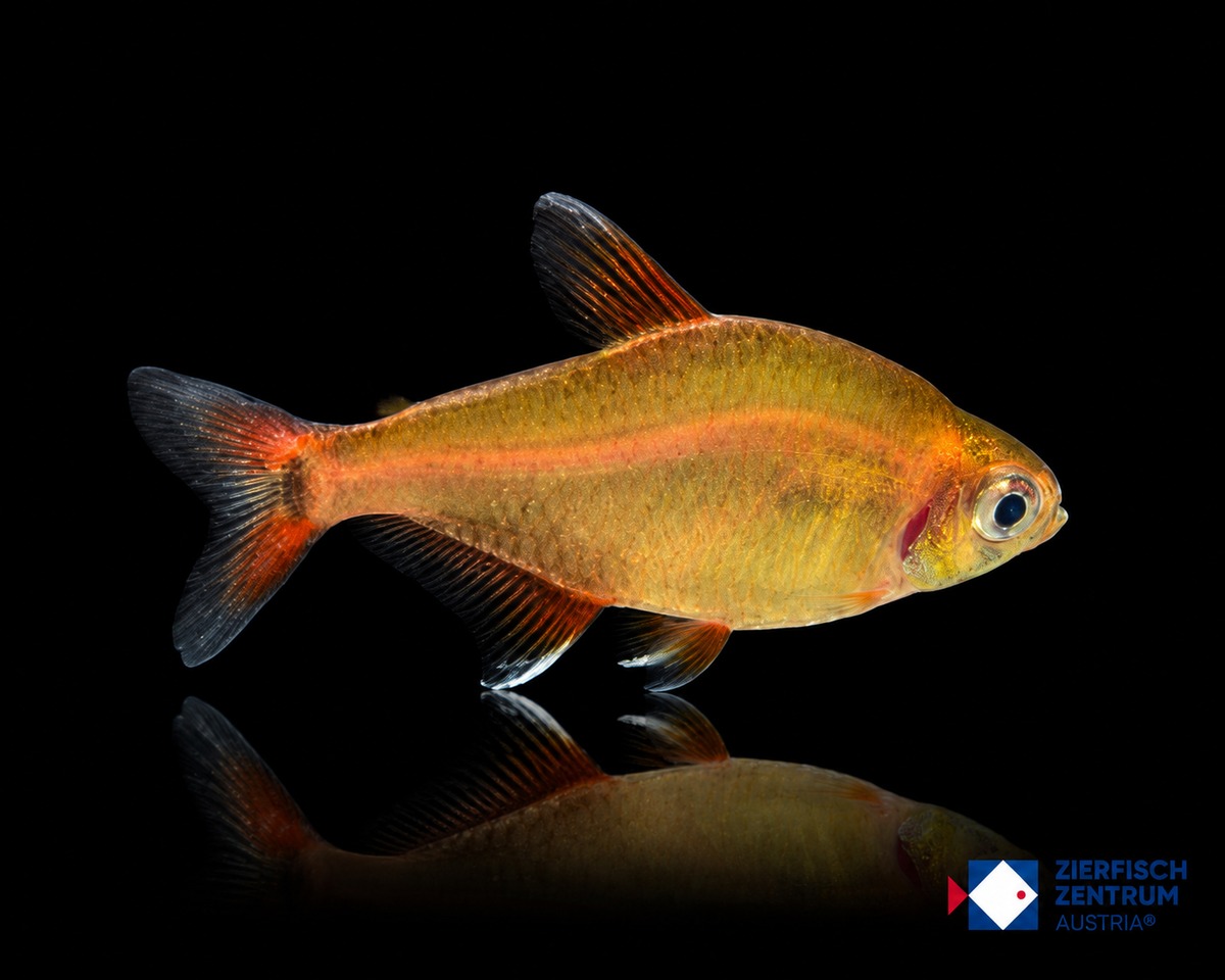 Hyphessobrycon krenakore