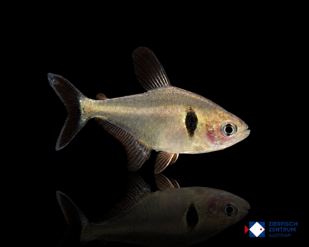Hyphessobrycon megalopterus