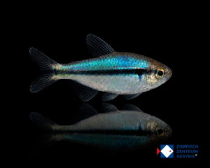 Hyphessobrycon melanostichos