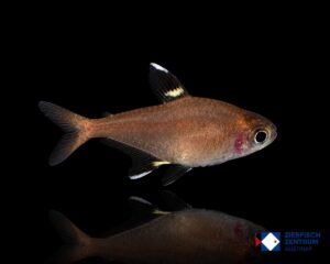 Hyphessobrycon cf. pando