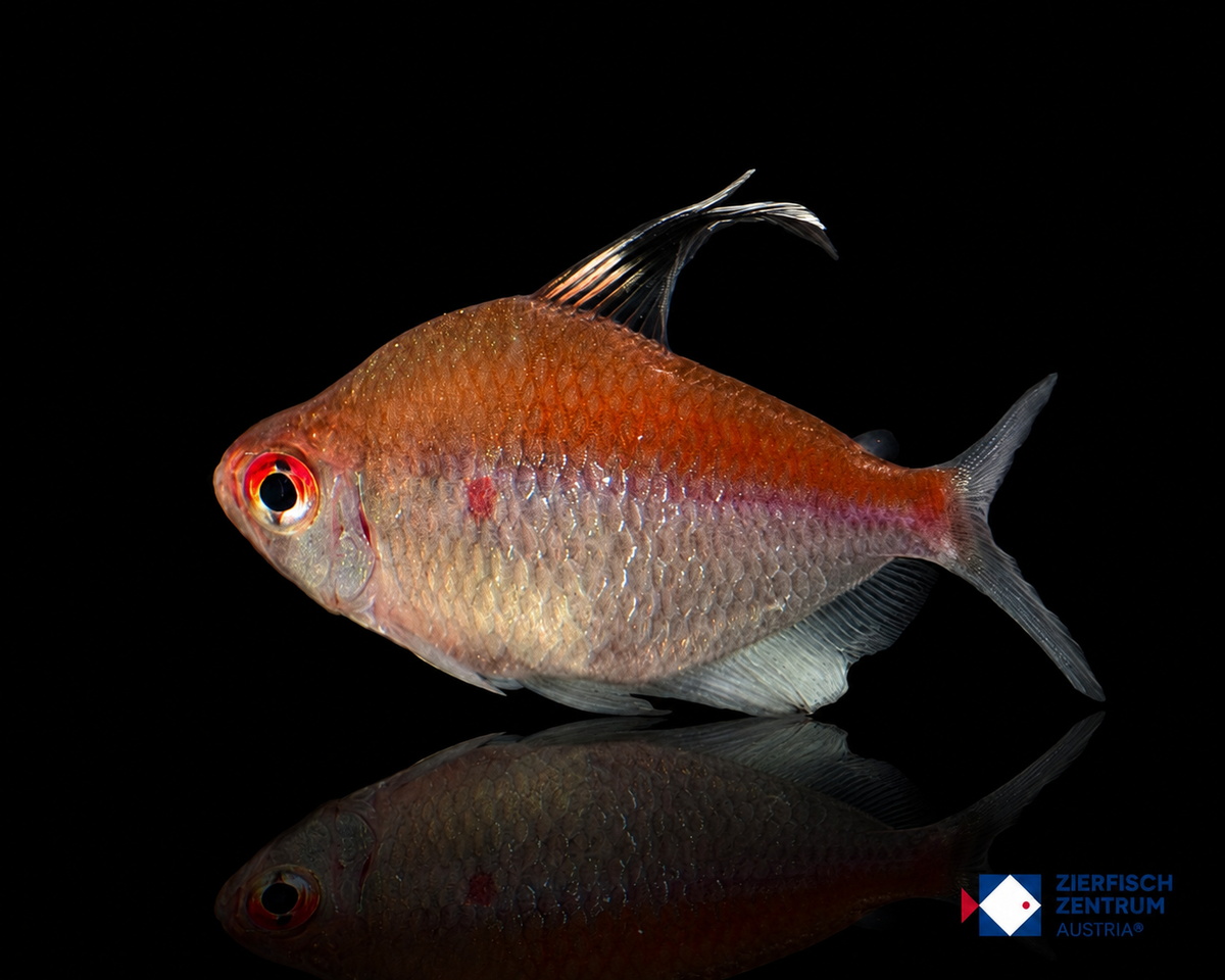 Hyphessobrycon pyrrhonotus