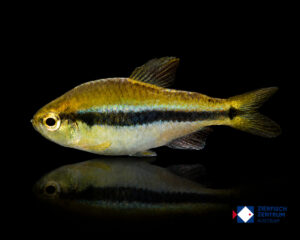 Hyphessobrycon sp. Lapis Yellow