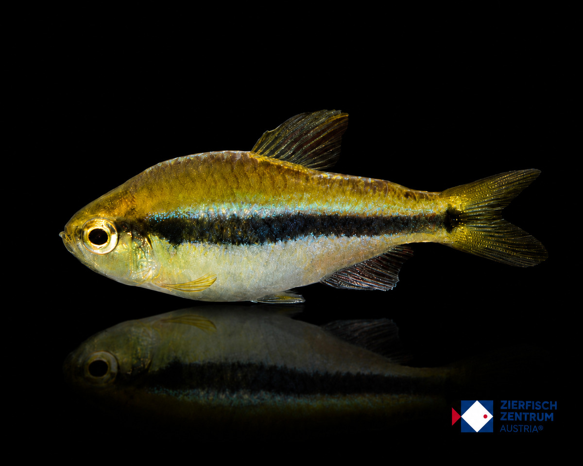 Hyphessobrycon sp. Lapis Yellow