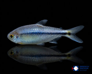 Hyphessobrycon sp. Blue and Black
