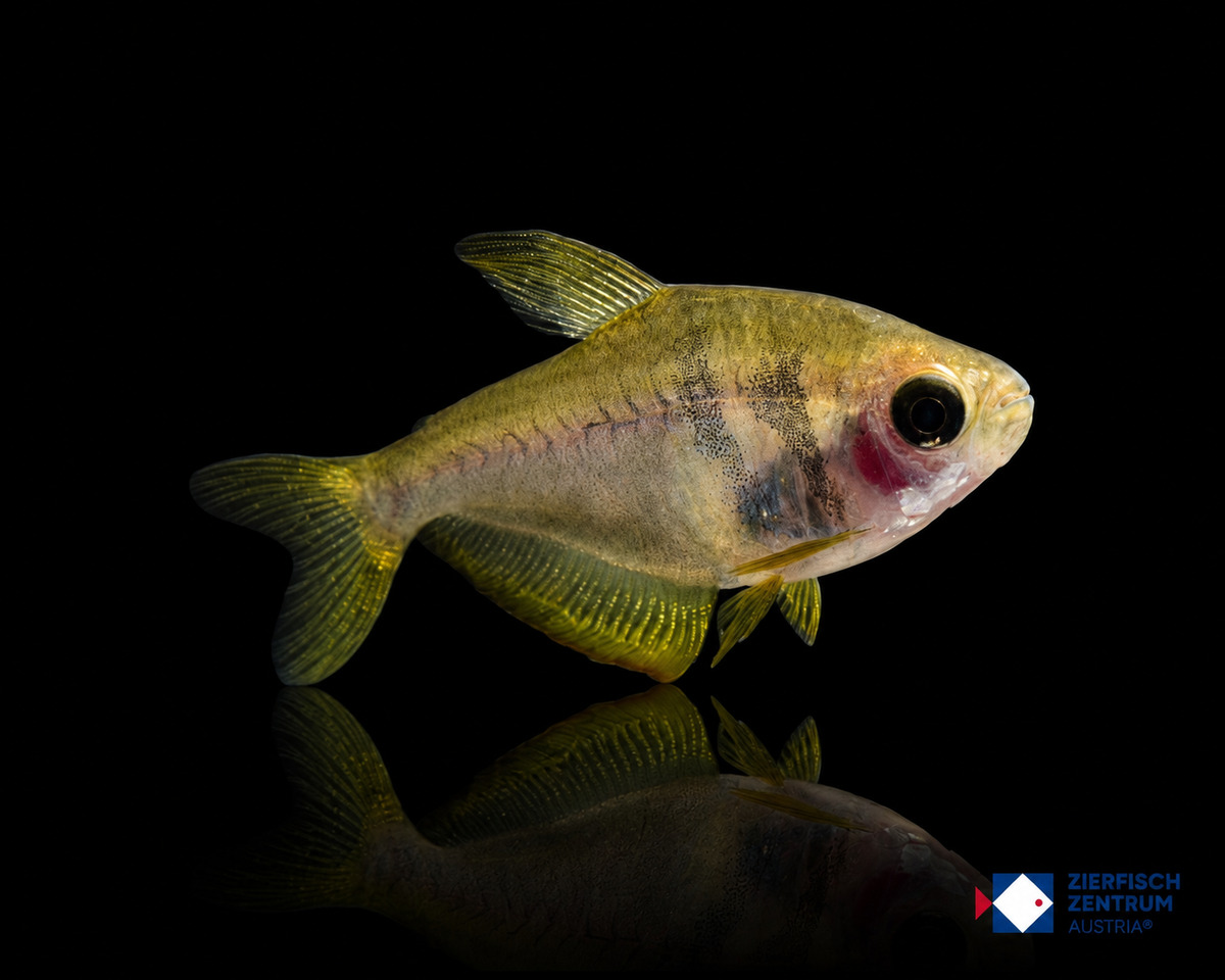 Hyphessobrycon sp. ghost