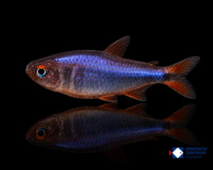 Hyphessobrycon wadai