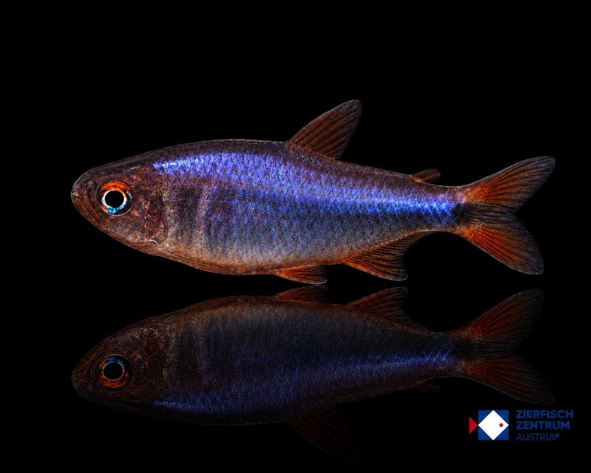 Hyphessobrycon wadai