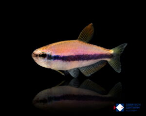 Inpaichthys kerri