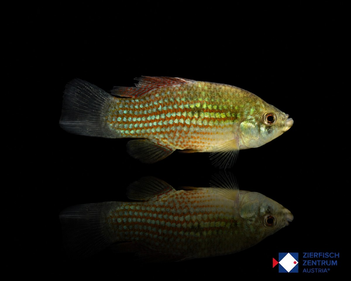 Jordanella floridae