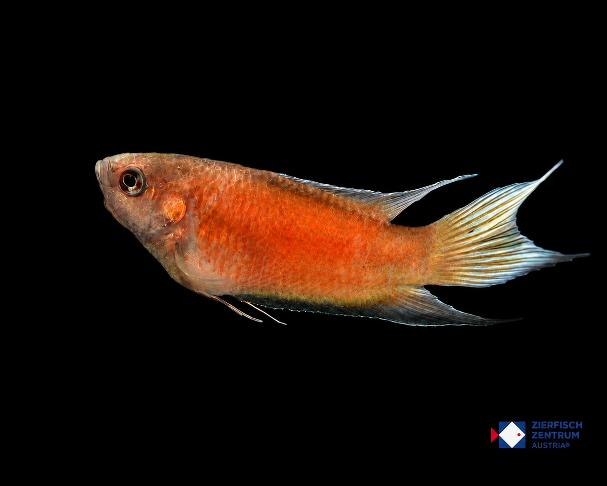Macropodus opercularis