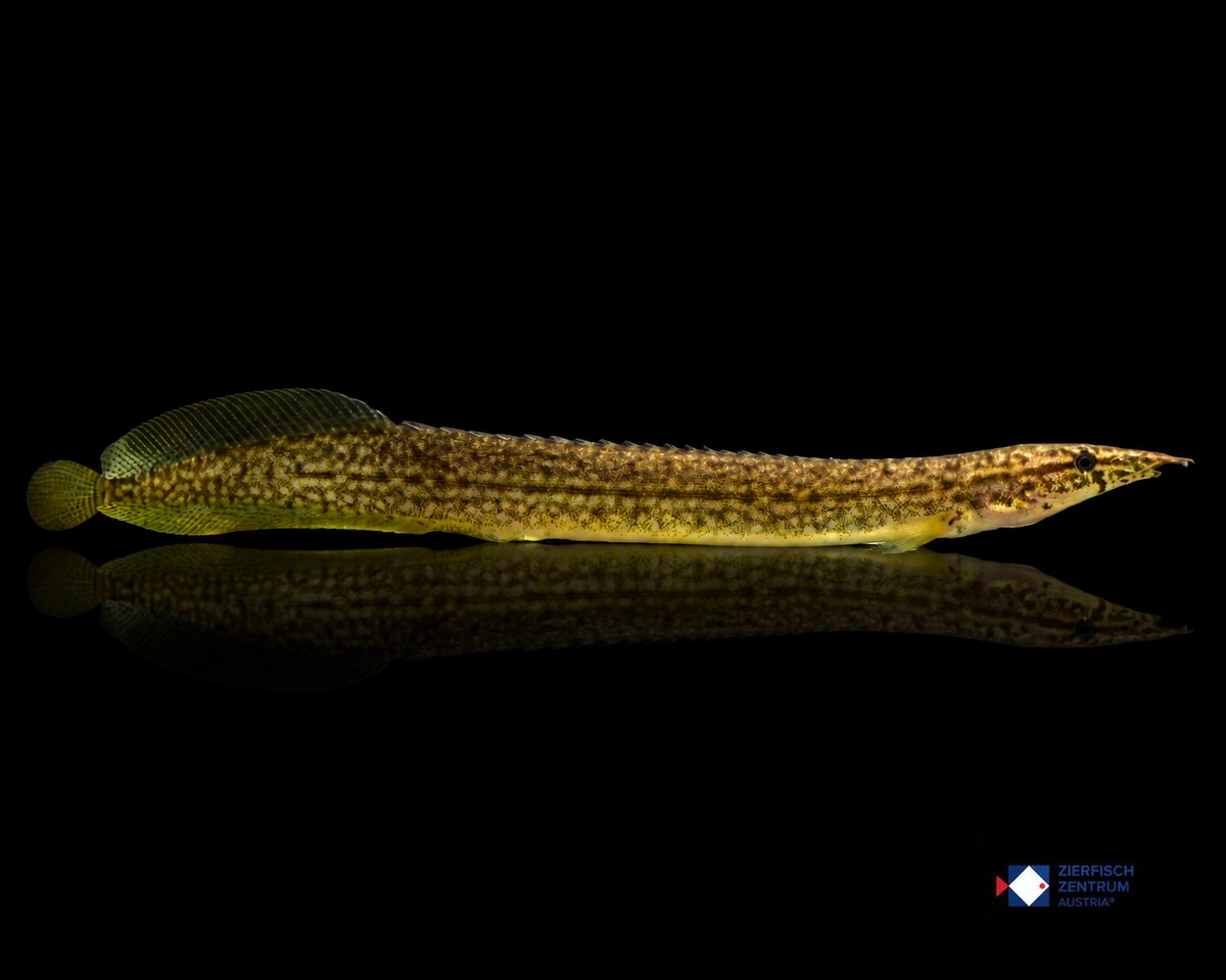 Macrognathus pancalus