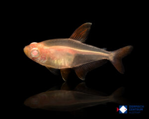 Megalamphodus sweglesi Albino